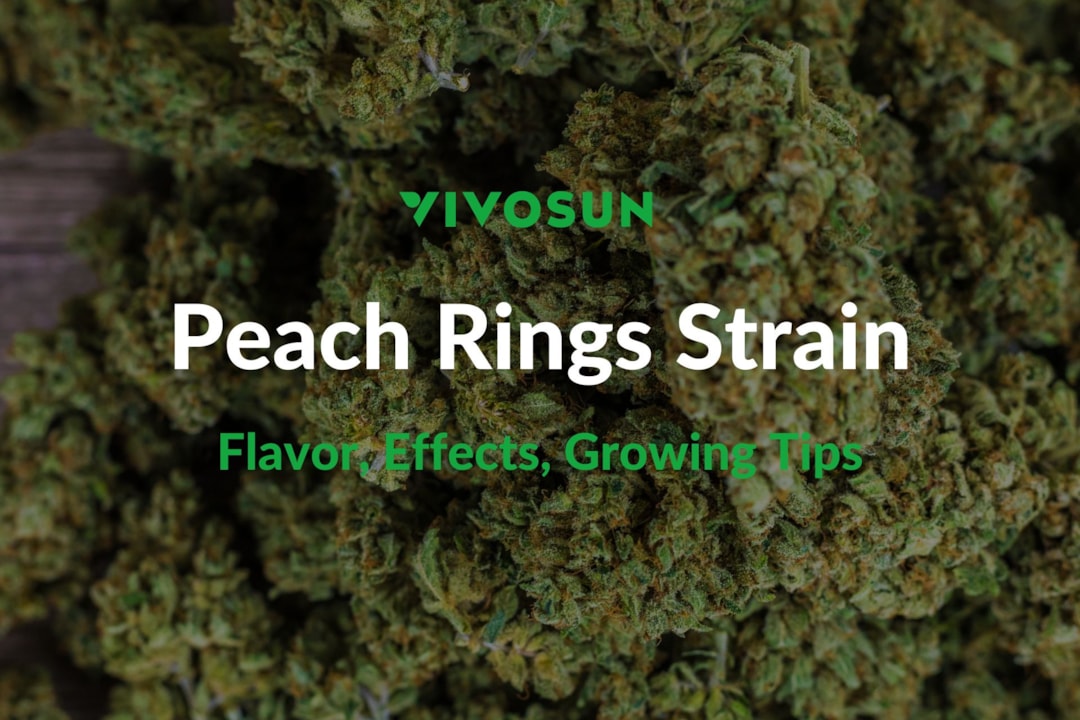 Peach Rings Strain: Everything You Need to Know