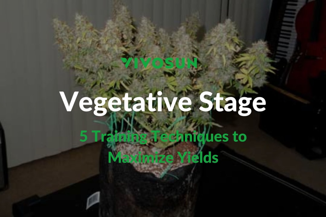 Cannabis Vegetative Stage: 5 Training Techniques to Maximize Cannabis Growth