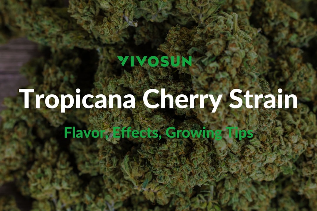 Tropicana Cherry Strain: Everything You Need to Know