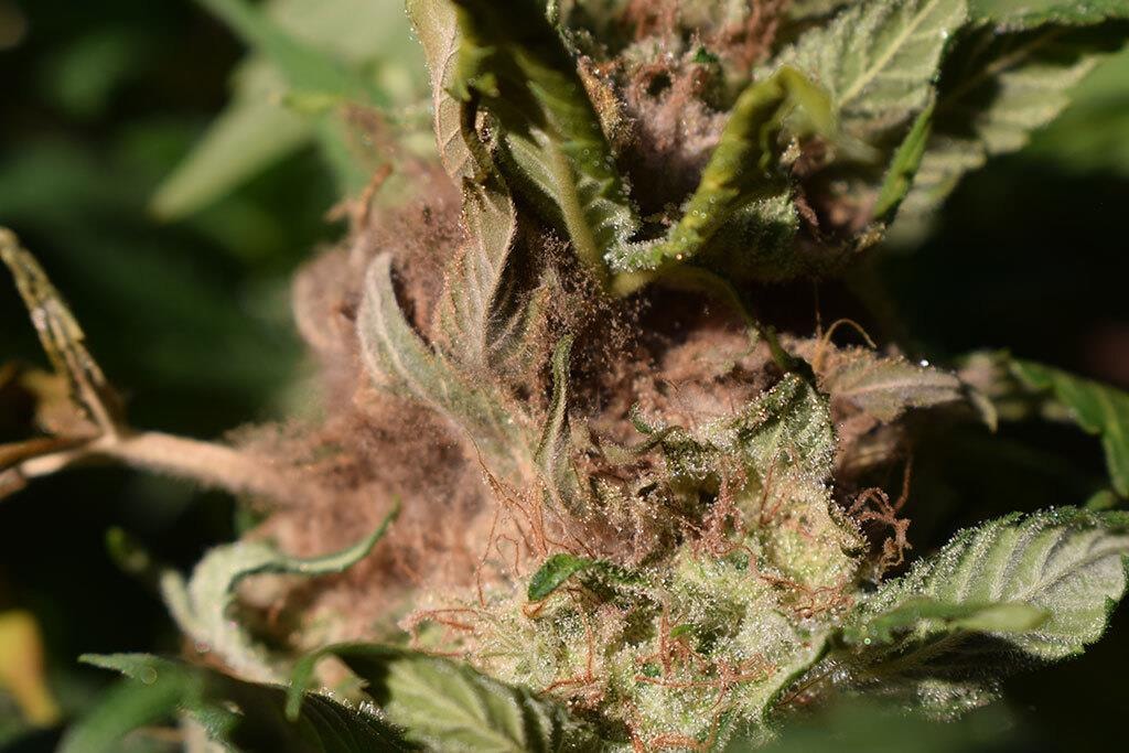 How to Tell If Your Cannabis Has Gone Bad?