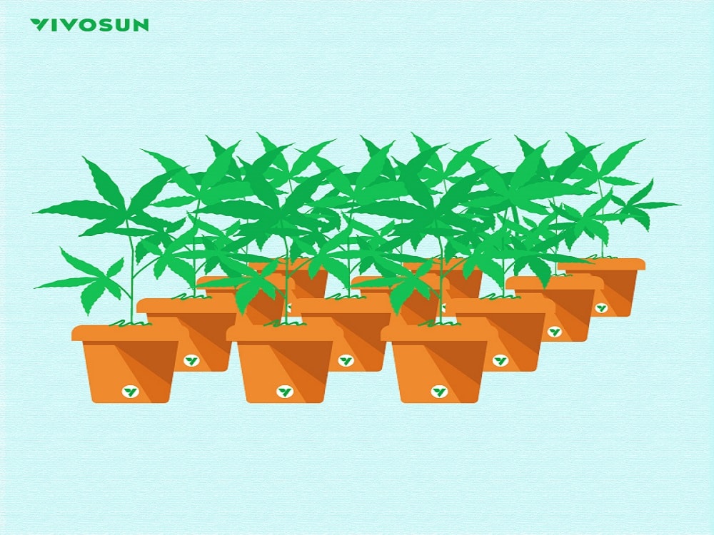 All about Air Pruning: What, Why, and How