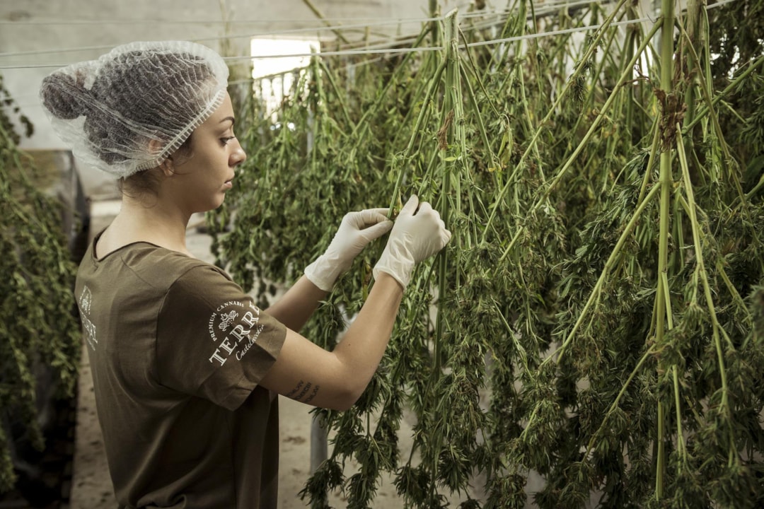 How to Prevent Hay Smell When Drying Cannabis?