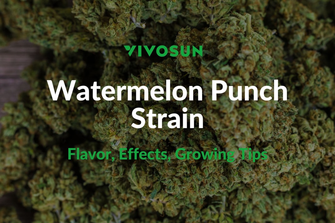 Watermelon Punch Strain: Everything You Need to Know
