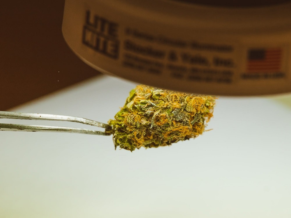 What to Do If My Weed Got Wet