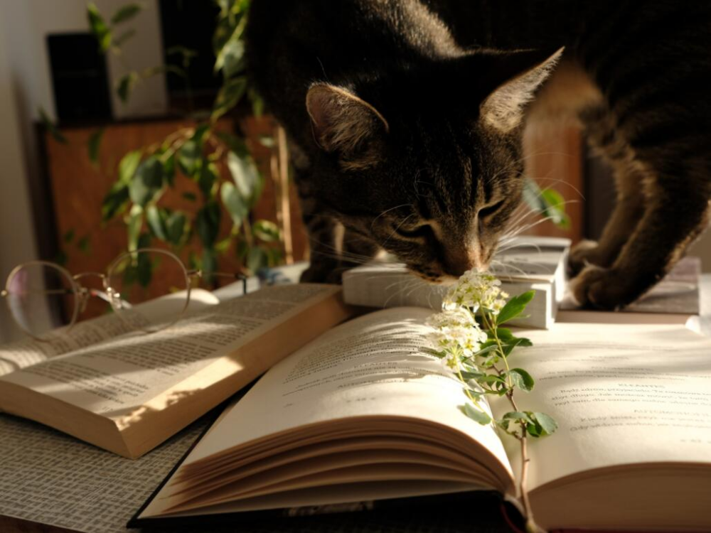 Can Humans and Animals Get High from Eating Raw Cannabis Leaves