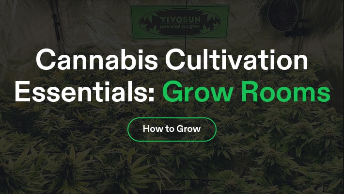 Grow Room Mastery: 3 Steps to Improve Weed Cultivation Environment