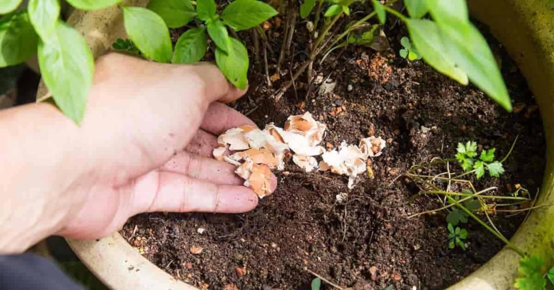 The Effect of Calcium on Plants