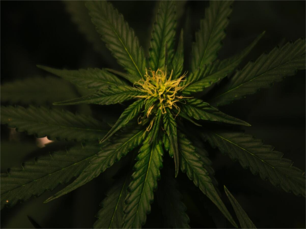 Cannabis Growing - the Sign of Flowering Stage