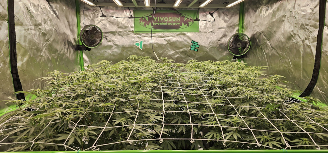 Mastering the SCROG (Screen of Green) Methods: A Comprehensive Guide