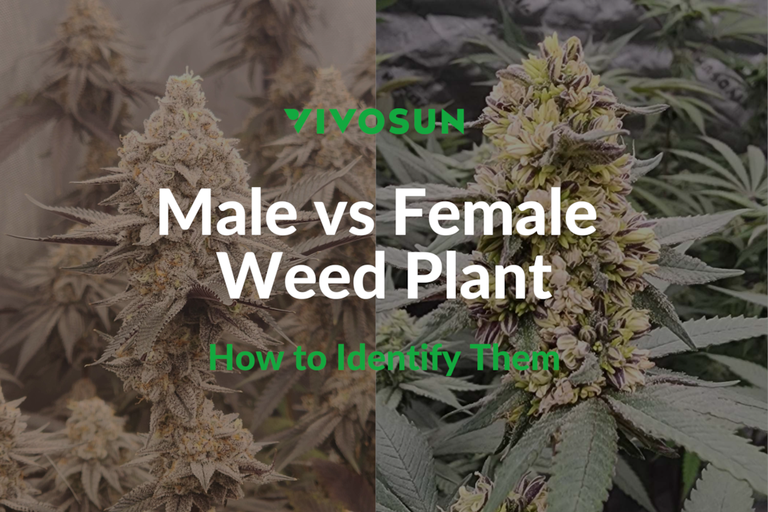 Male vs Female Weed Plant: Key Differences and How to Identify Them