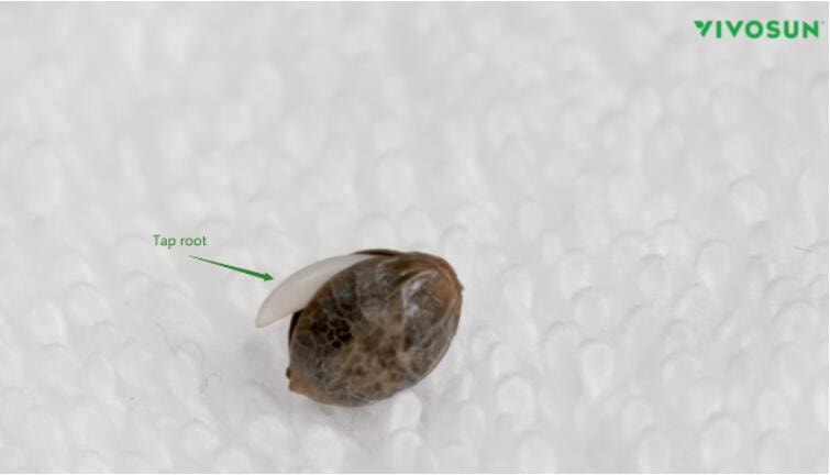Complete Guide to Cannabis Seed Germination: Tips for Success