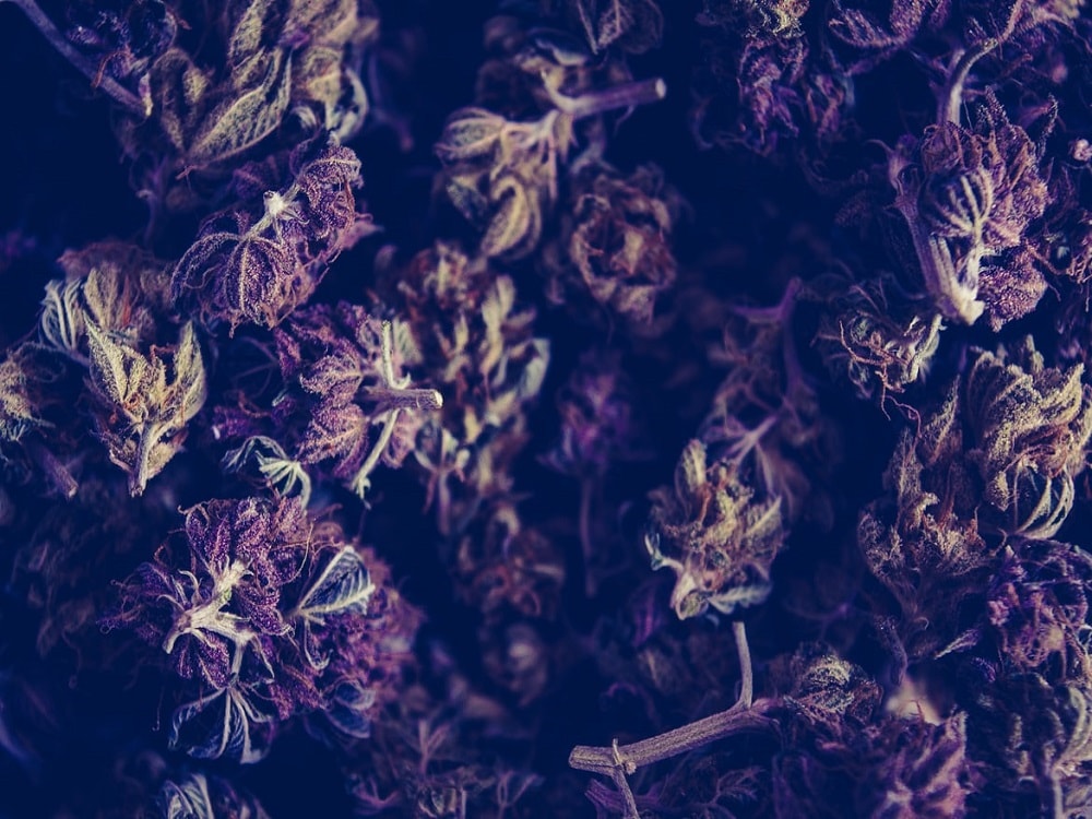 How Do You Know When It Is Time to Harvest?