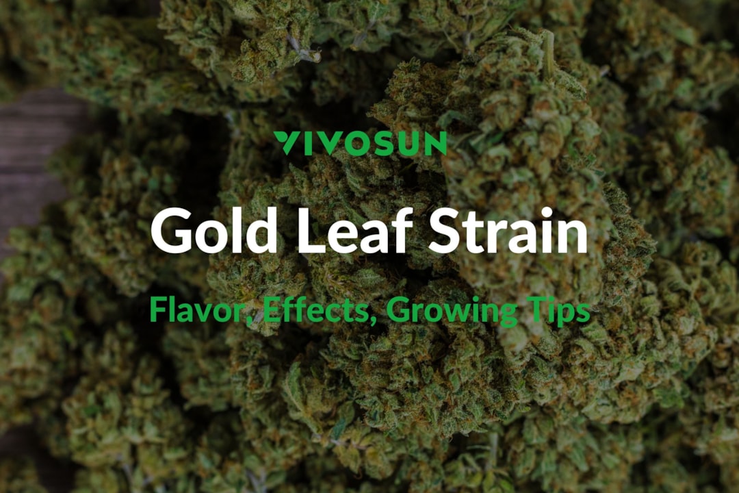 Gold Leaf Strain: Everything You Need to Know