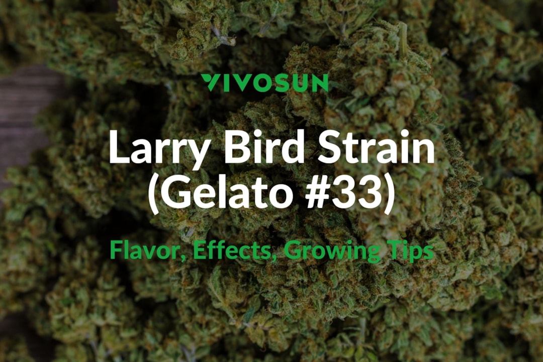 Larry Bird Strain (Gelato #33): Everything You Need to Know