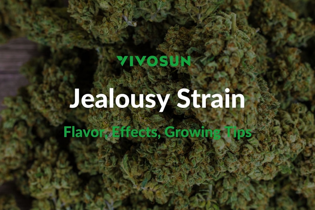 Jealousy Strain: Everything You Need to Know