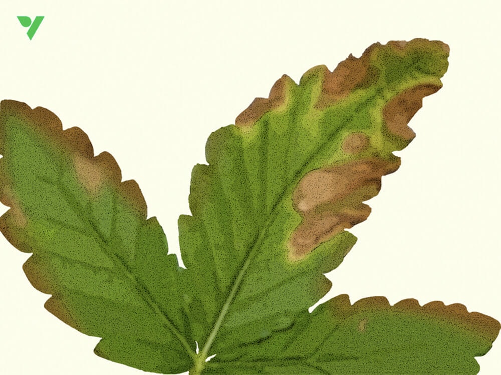 Strategies to Fix Nutrient Lockout