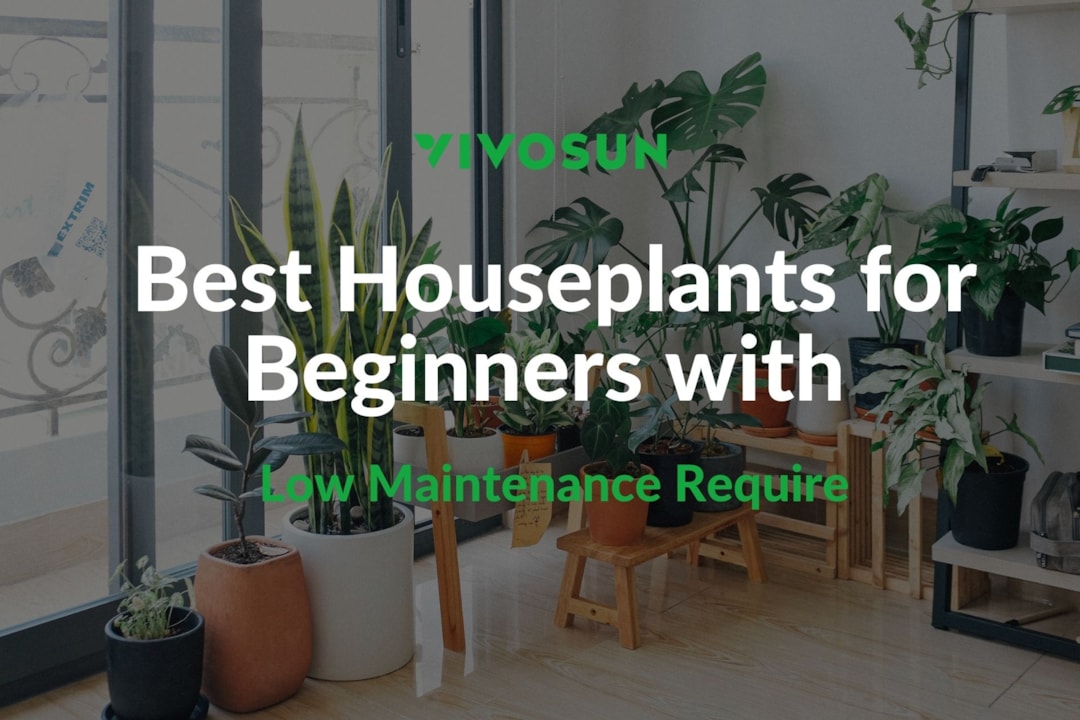 Best Houseplants for Beginners with Low Maintenance Requirements