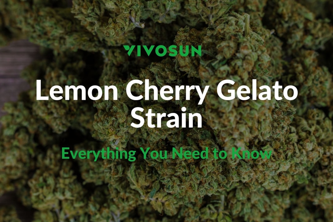 Lemon Cherry Gelato Strain: A Comprehensive Guide