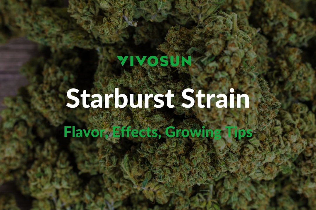 Starburst Strain: Everything You Need to Know