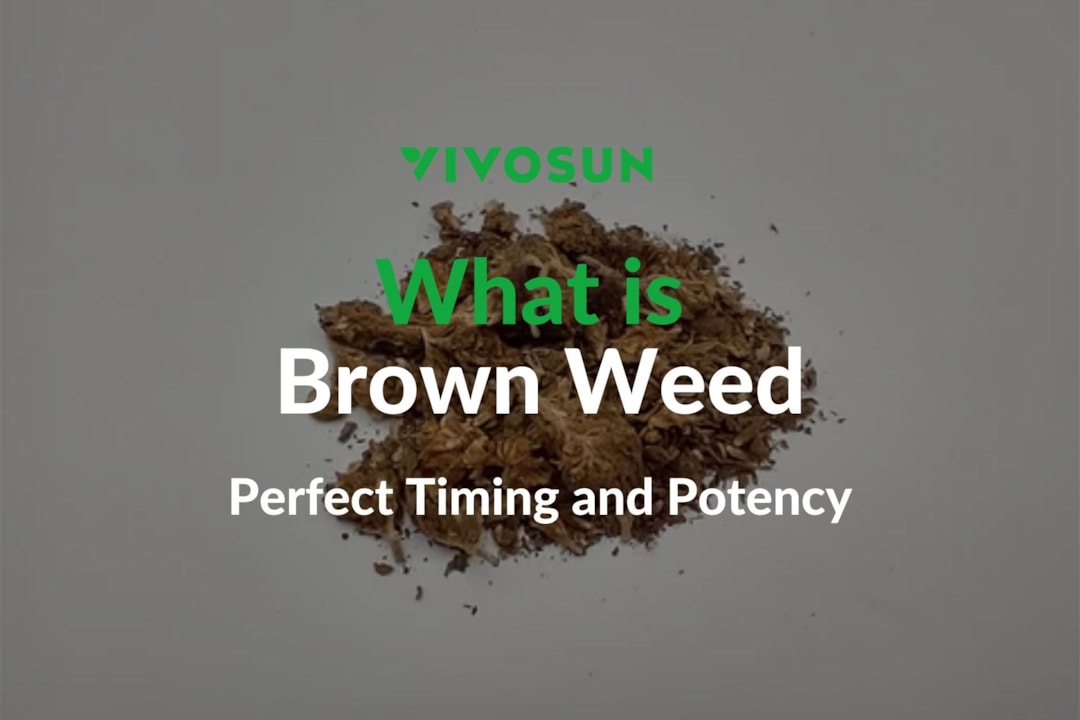 What is Brown Weed? The Complete Guide to Identifying, Understanding, and Avoiding Low-Quality Cannabis