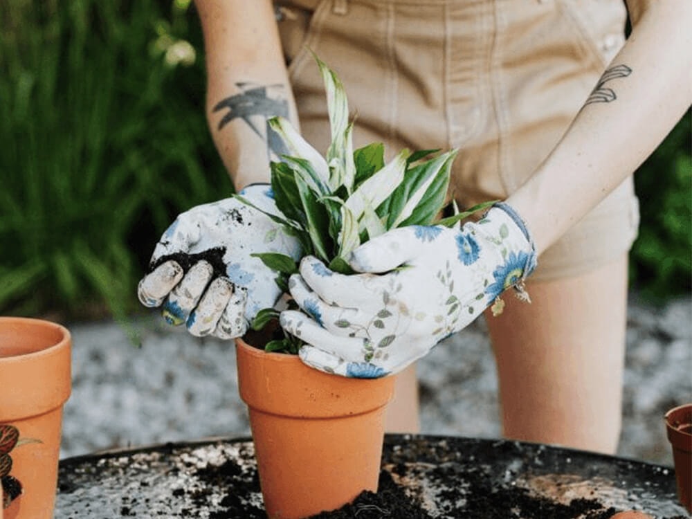 Transplanting: When, Why, and How