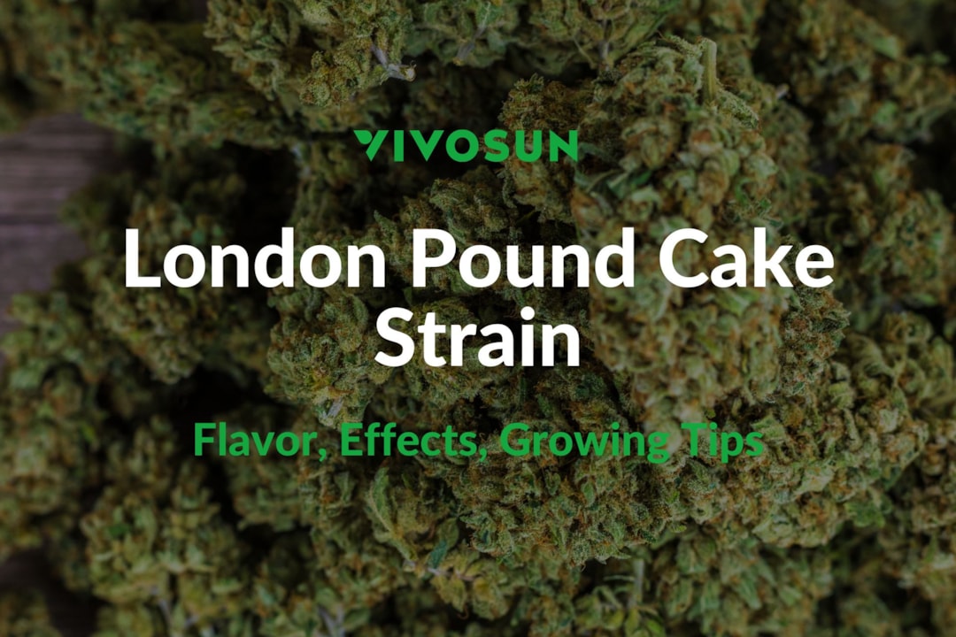 London Pound Cake Strain: Everything You Need to Know