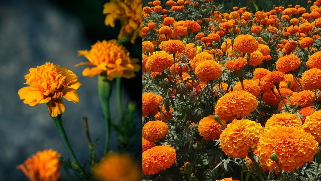 Blossoming Beauties: Fast-Growing Flowers for a Bug-Free Garden Oasis