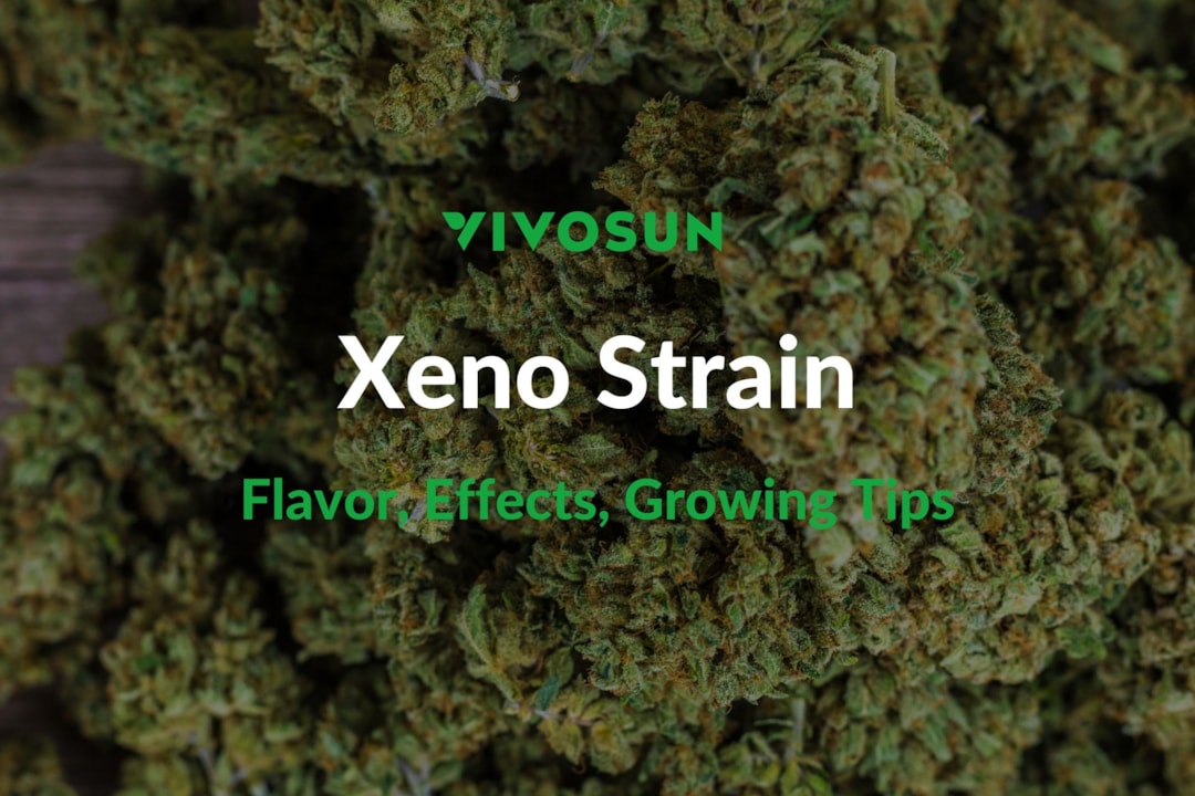 Xeno Strain: Everything You Need to Know
