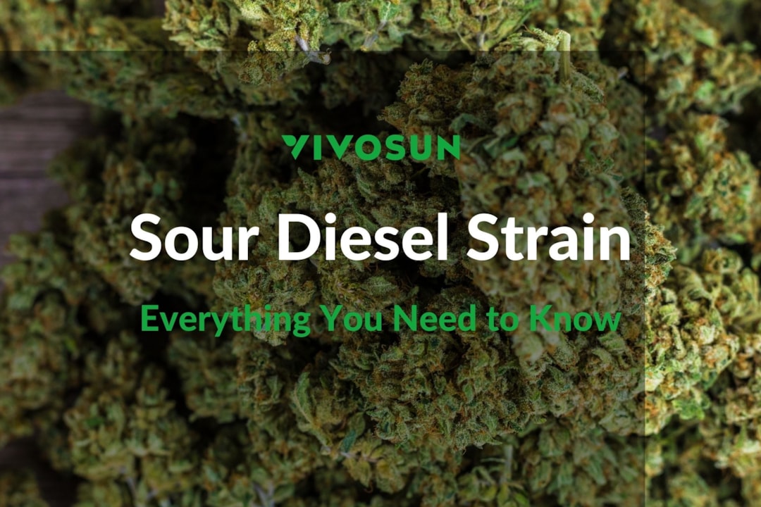 Sour Diesel Strain: Everything You Need to Know