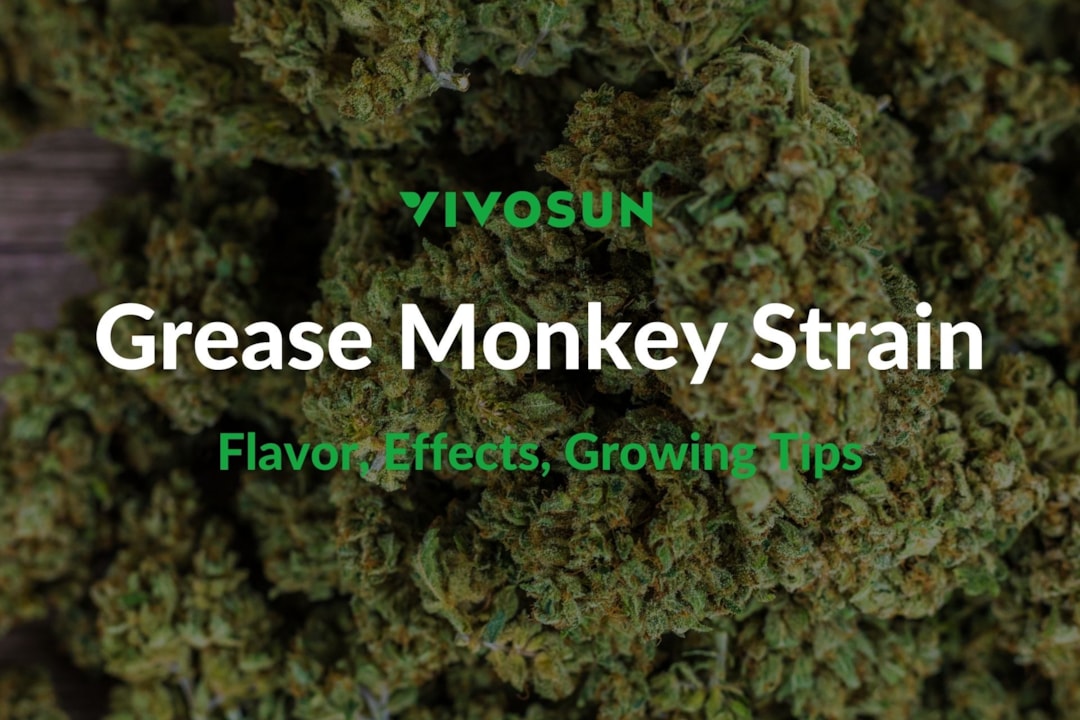 Grease Monkey Strain: Everything You Need to Know