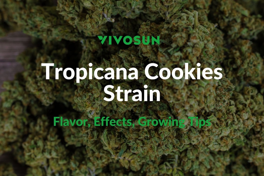 Tropicana Cookies Strain: Everything You Need to Know