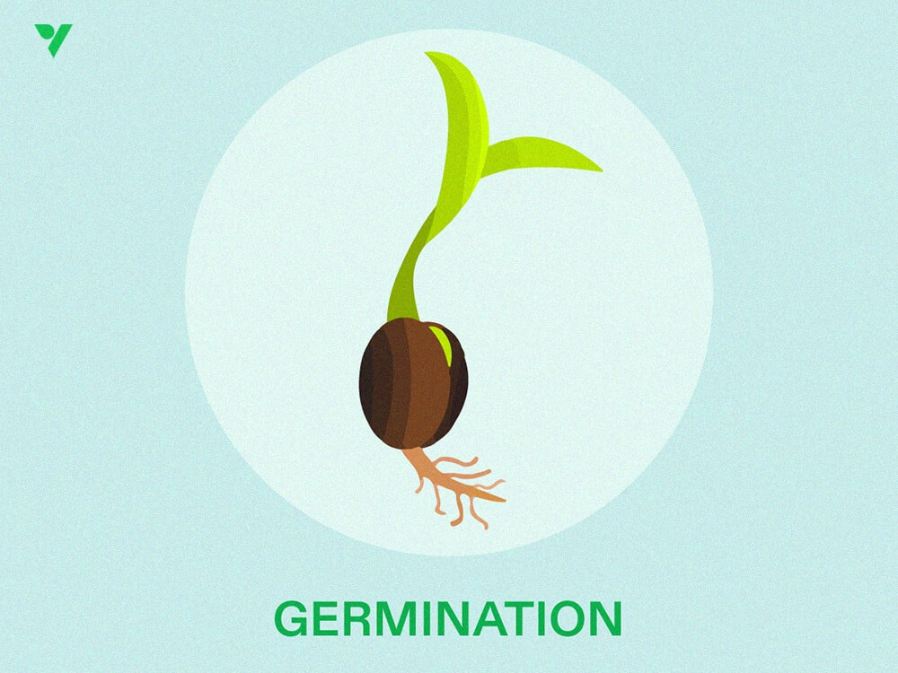 Making Your Indoor Plants Grow Faster
