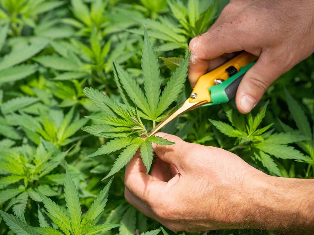 Maximizing Yield: Unleashing the Power of LST vs HST in Cannabis Plant Training