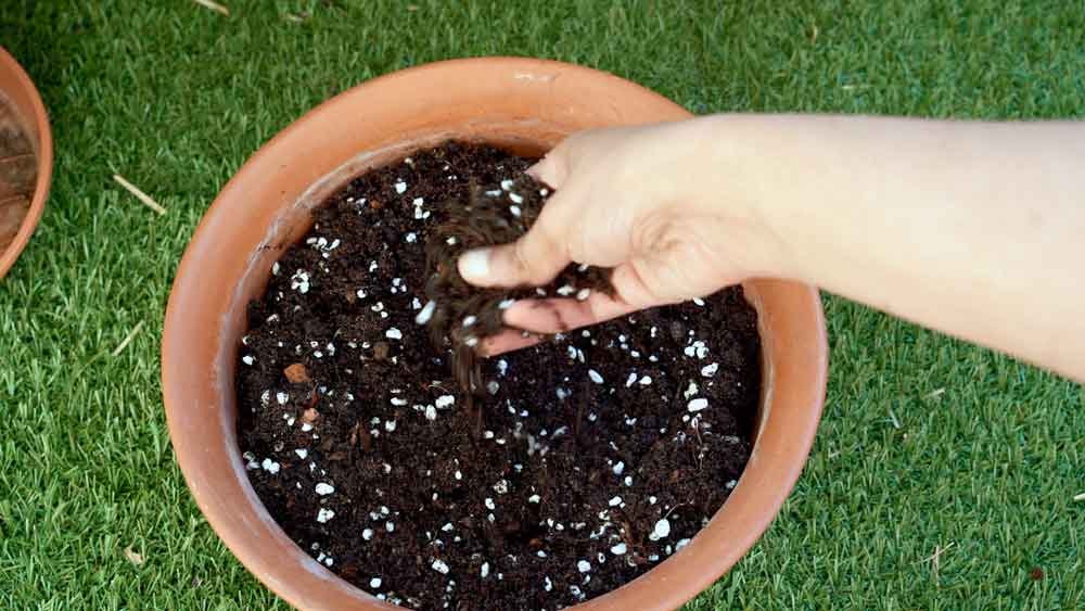 Which Grow Media is Best for Growing Cannabis?