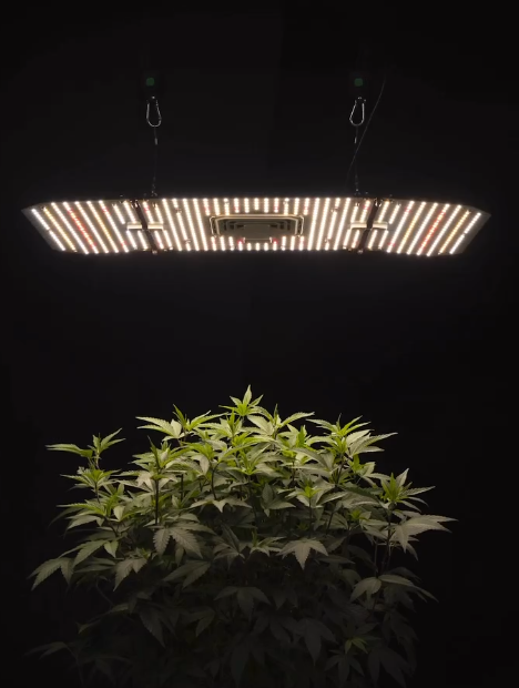 Best Grow Lights of 2024 for Cannabis Cultivation