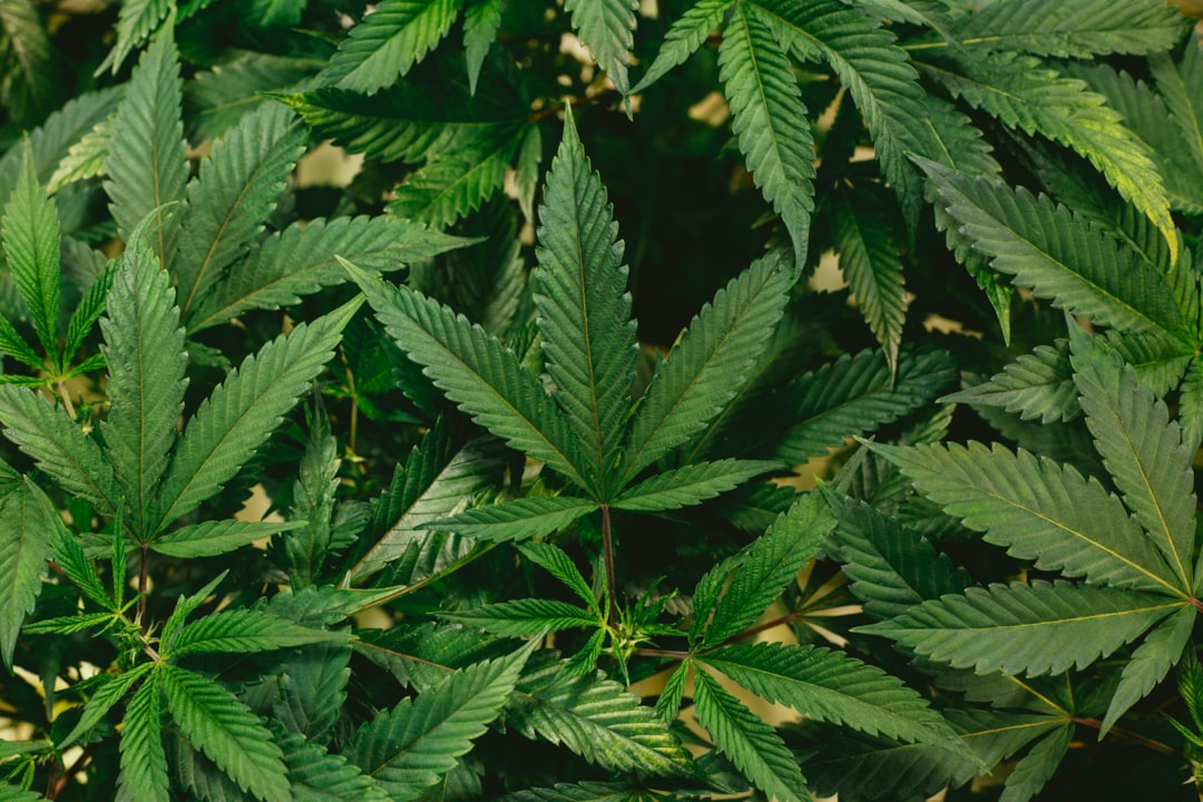 Hydroponic Weed vs Soil Weed: Pro and Cons