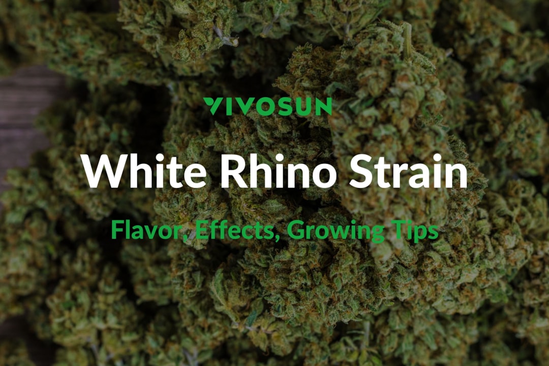 White Rhino Strain: Everything You Need to Know