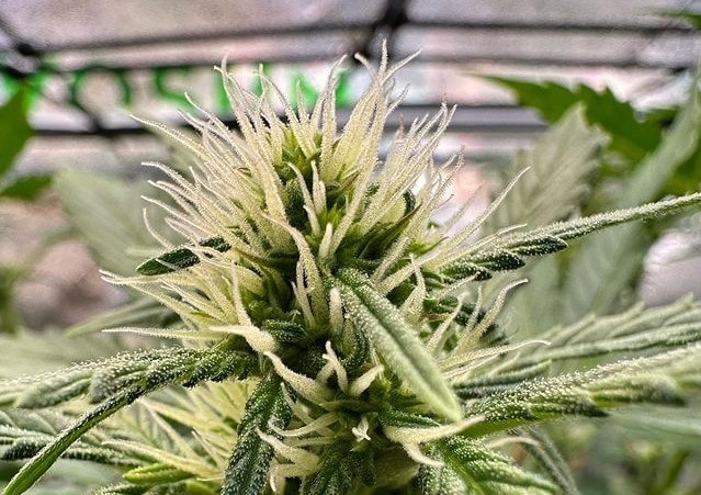 How to Grow During Flowering Stage?