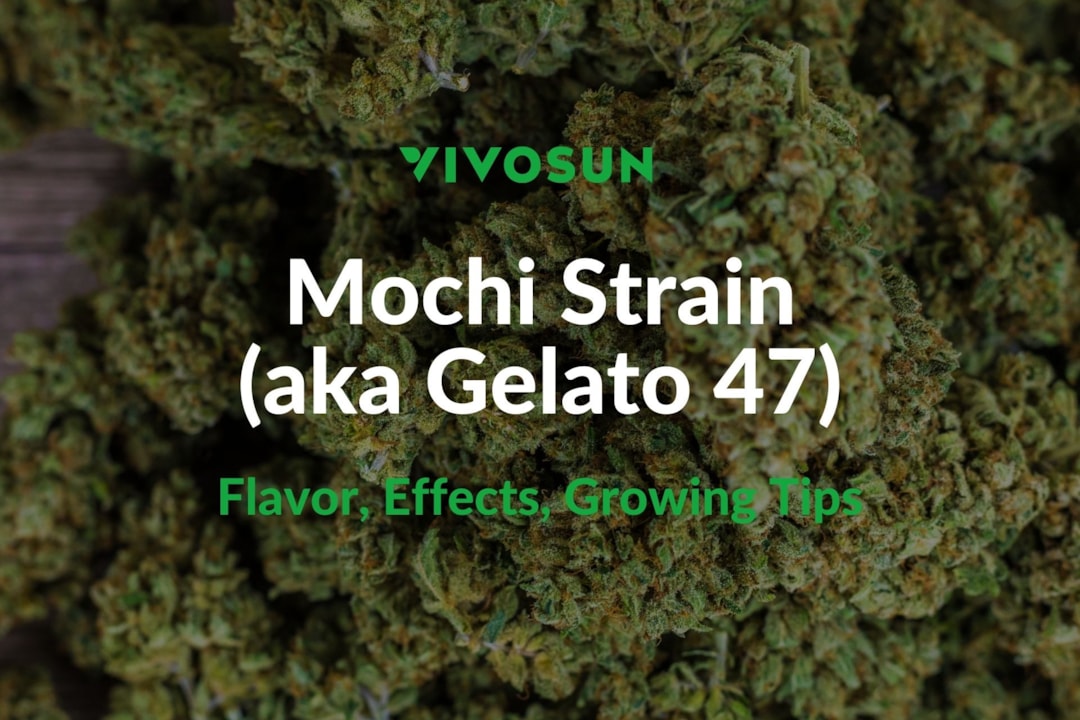 Mochi Strain: Everything You Need to Know