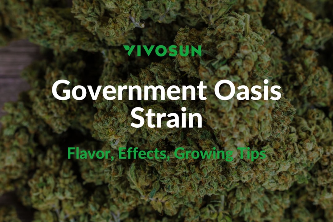 Government Oasis Strain aka Govern Mint Oasis: Everything You Need to Know