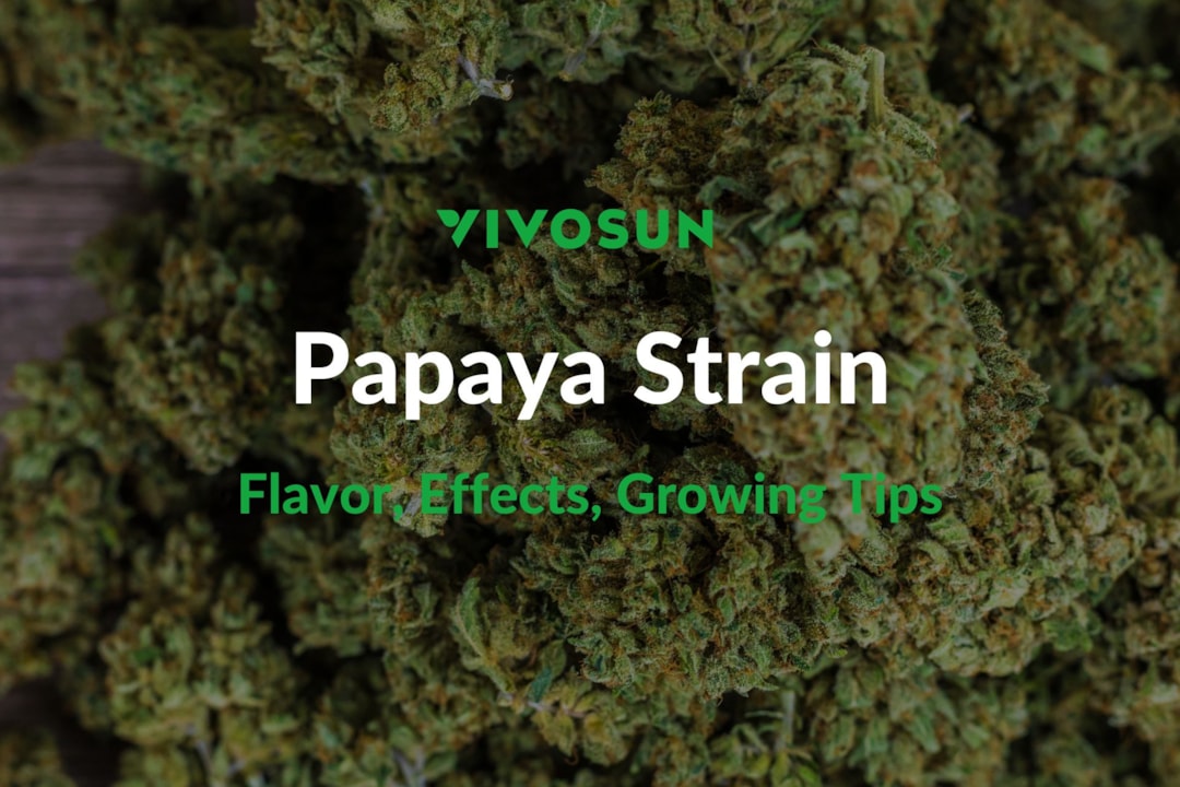Papaya Strain: Everything You Need to Know