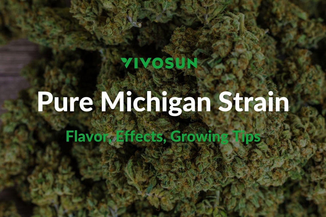 Pure Michigan Strain: Everything You Need to Know