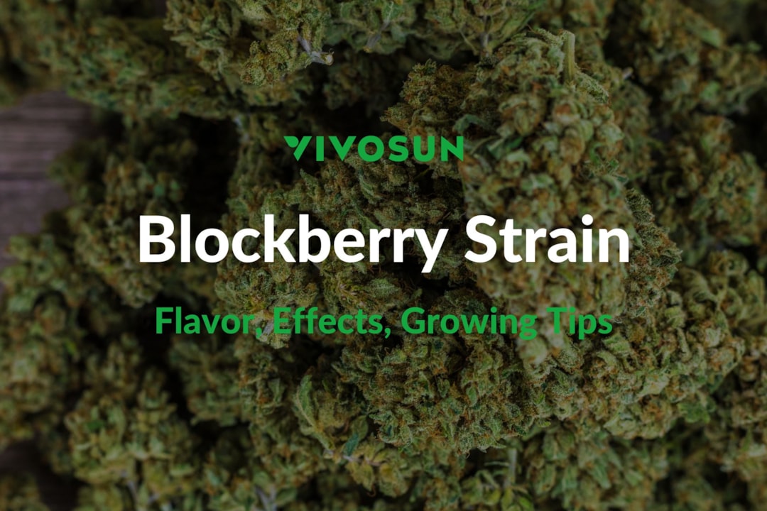 Blockberry Strain: Everything You Need to Know
