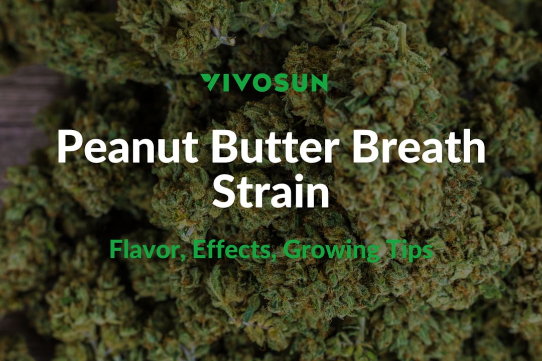 Peanut Butter Breath Strain: Everything You Need to Know