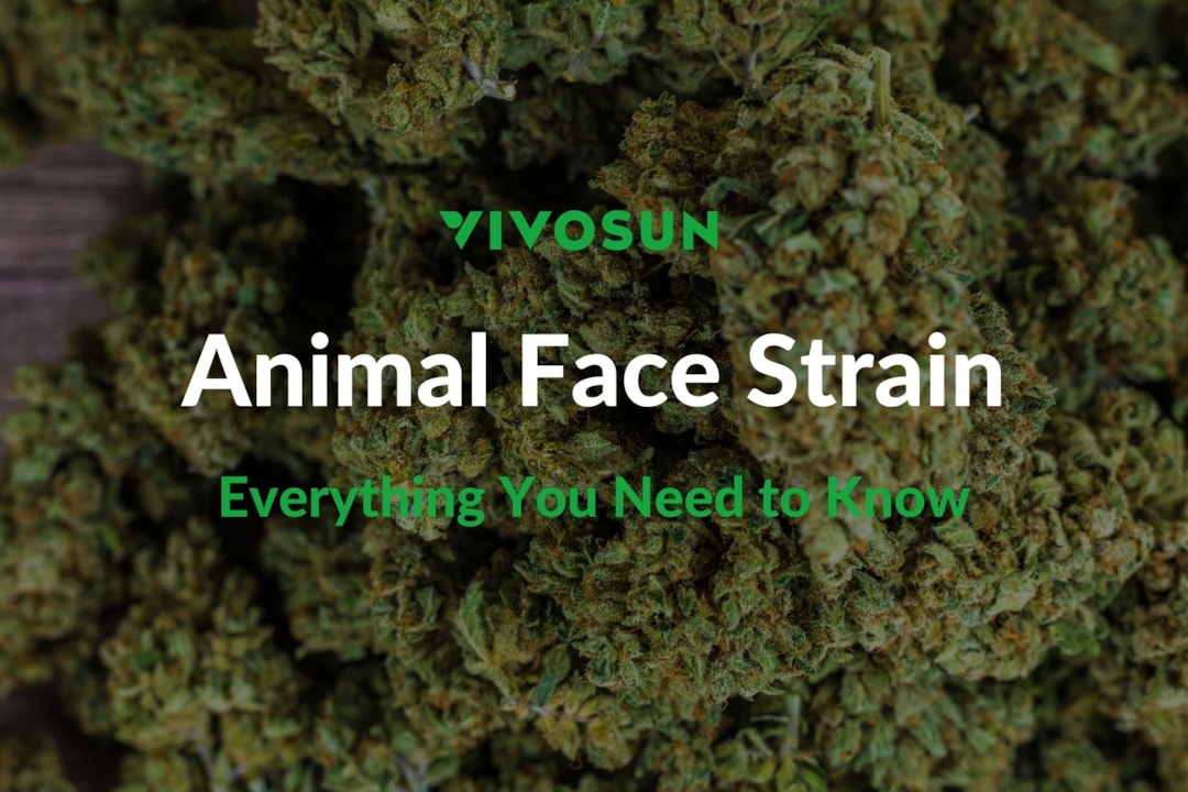 Animal Face Strain: A Potent and Unique Experience