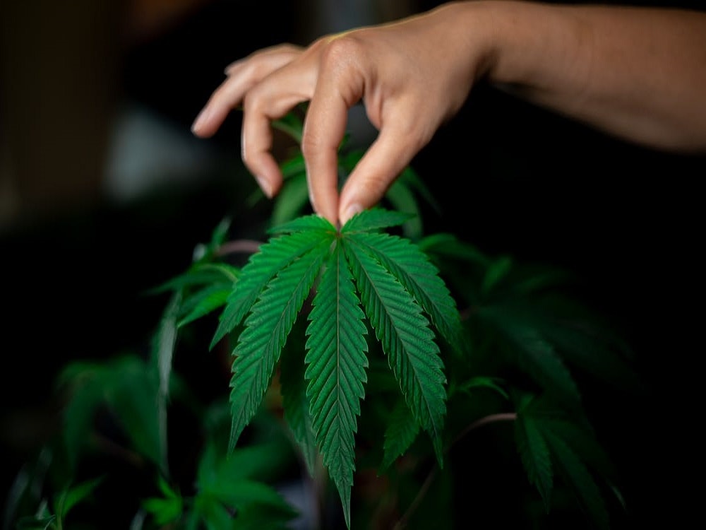 Marijuana Bonsai? How to Set It Step By Step