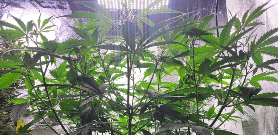 The Effects of Light Intensity on Plants