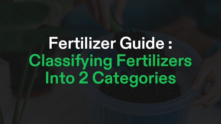 What Is A Fertilizer? – Classifying Fertilizers Into 2 Categories