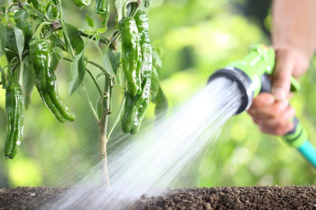 What Are the Different Feeding Techniques for Your Plants?