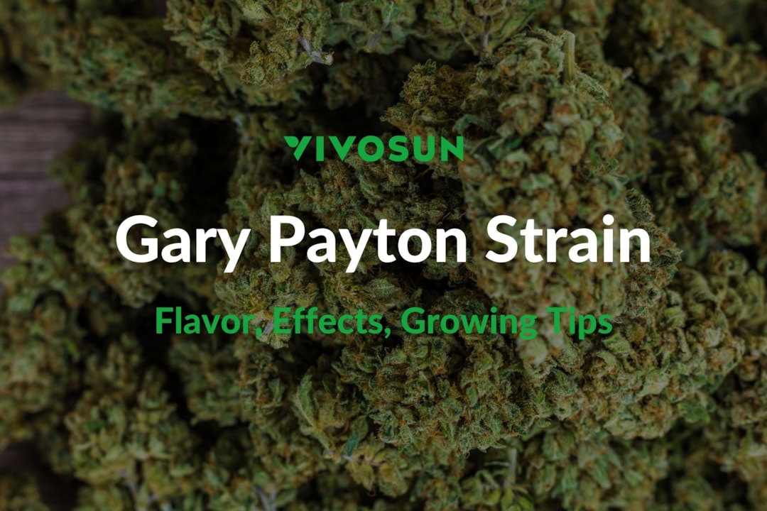 Gary Payton Strain: Everything You Need to Know